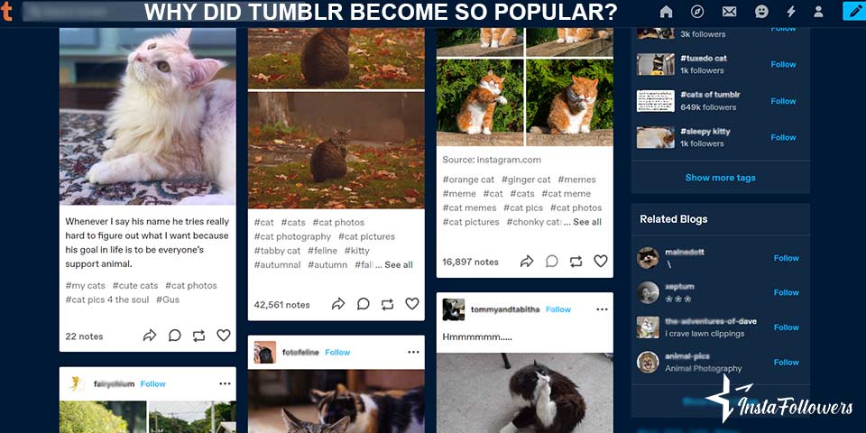 why did Tumblr become so popular